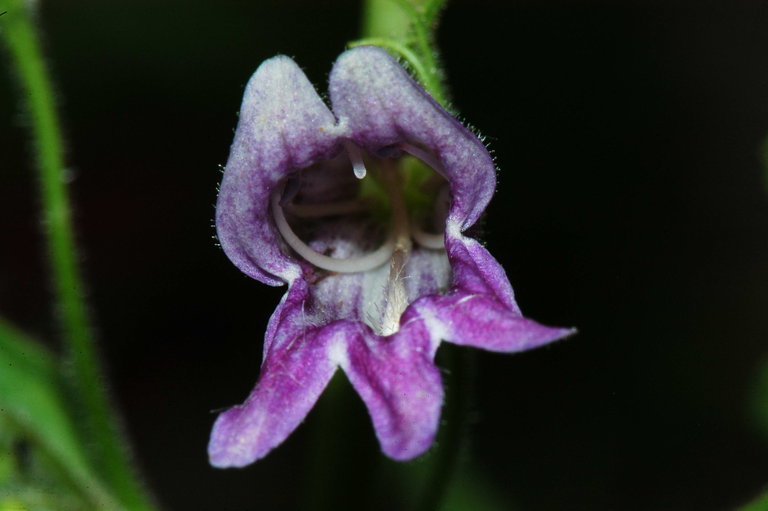 Image of Whipple's penstemon