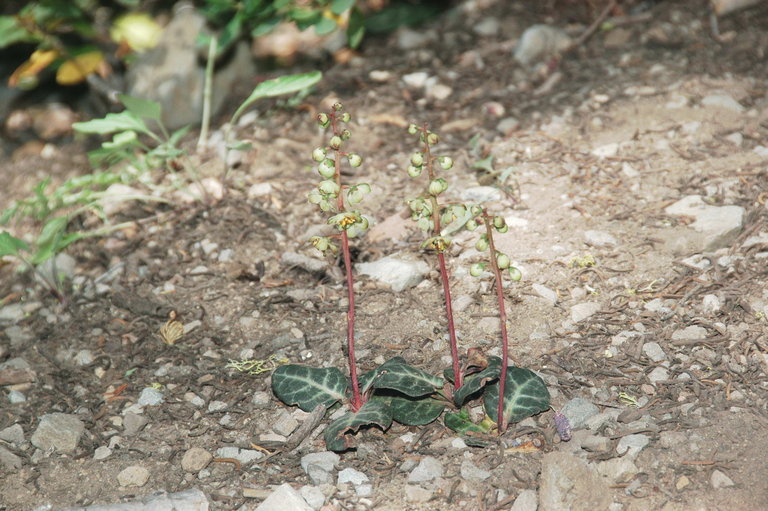 Image of whiteveined wintergreen