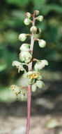 Image of whiteveined wintergreen