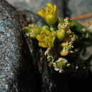 Image of Lake Tahoe yellowcress