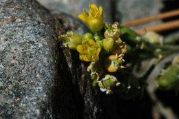 Image of Lake Tahoe yellowcress