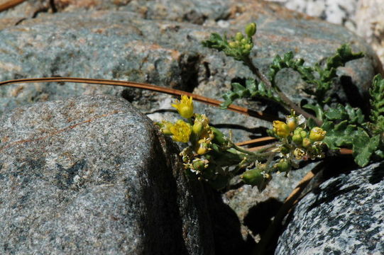 Image of Lake Tahoe yellowcress