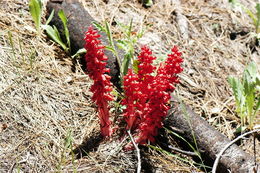 Image of snowplant