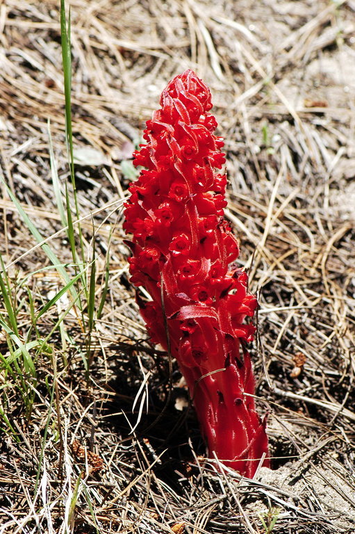 Image of snowplant