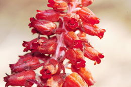 Image of snowplant