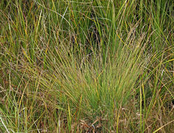 Image of Gray Bog Sedge