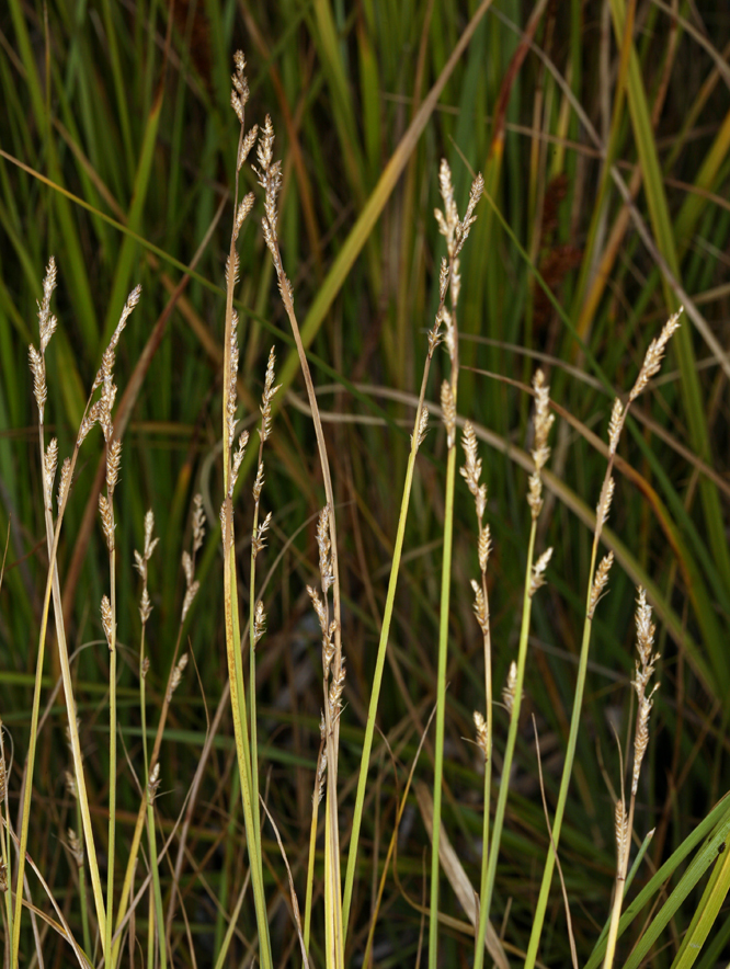 Image of Gray Bog Sedge