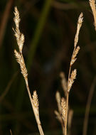 Image of Gray Bog Sedge