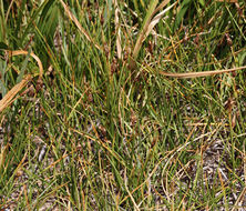 Carex subnigricans Stacey resmi