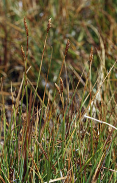 Carex subnigricans Stacey resmi