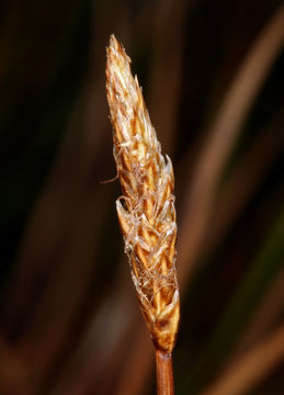 Carex subnigricans Stacey resmi