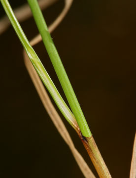 Image de Carex subnigricans Stacey