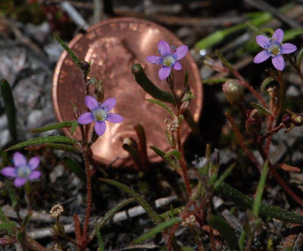 Image of Bridges' gilia