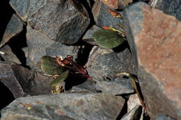 Claytonia umbellata S. Wats. resmi