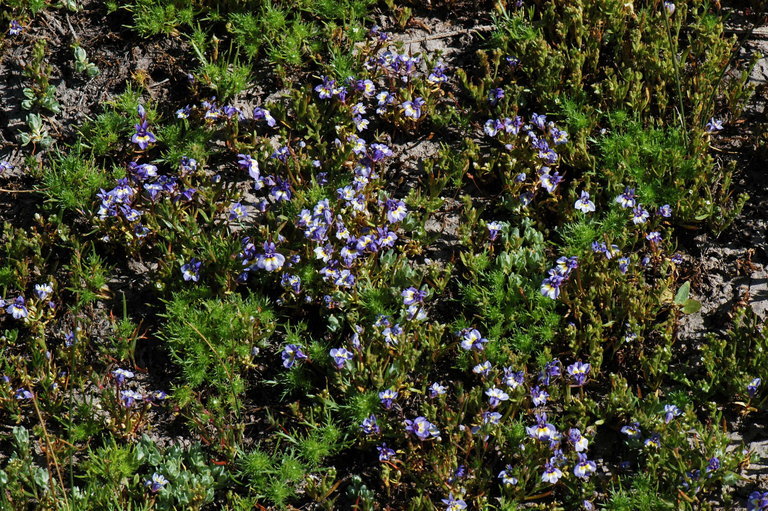 Image of doublehorn calicoflower