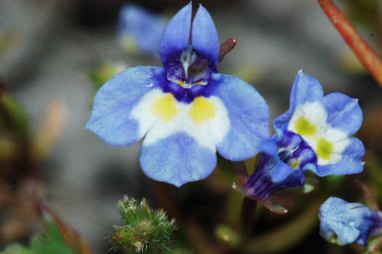 Image of doublehorn calicoflower