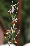 Image of spotted fritillary