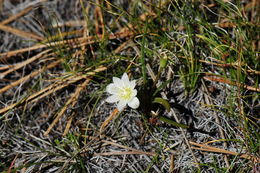 Image of Nevada lewisia