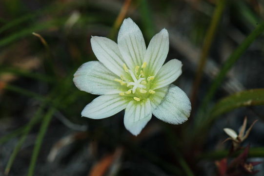 Image of Nevada lewisia