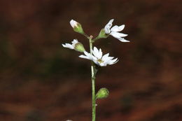 Image of smallflower woodland-star