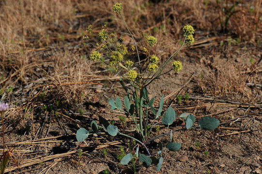 Image of barestem biscuitroot