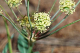 Lomatium nudicaule (Pursh) Coult. & Rose的圖片