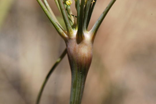 Image of barestem biscuitroot