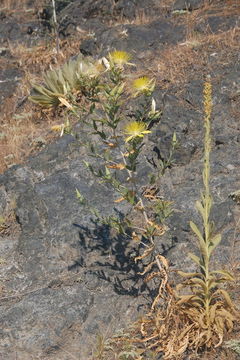 Image of giant blazing star