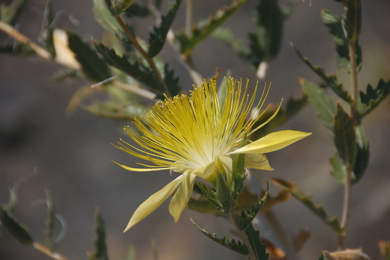 Image of giant blazing star