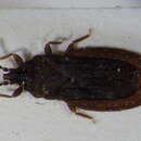 Image of Iralunelus