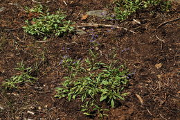 Image of slender penstemon