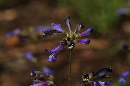 Image of slender penstemon