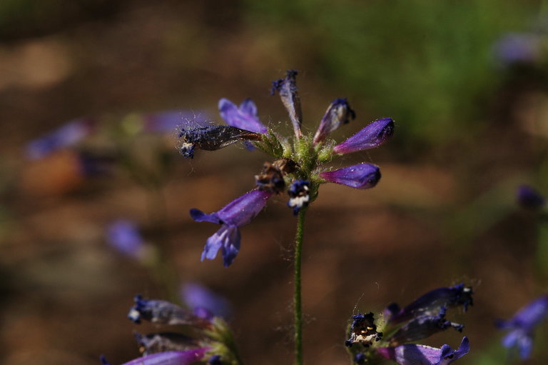 Image of slender penstemon