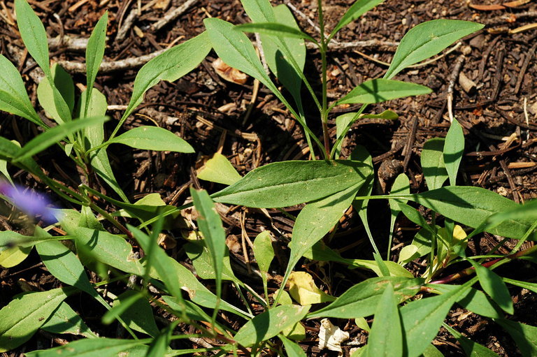 Image of slender penstemon