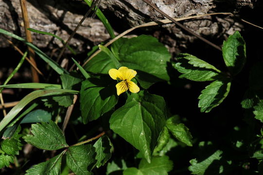 Image of Pioneer Violet