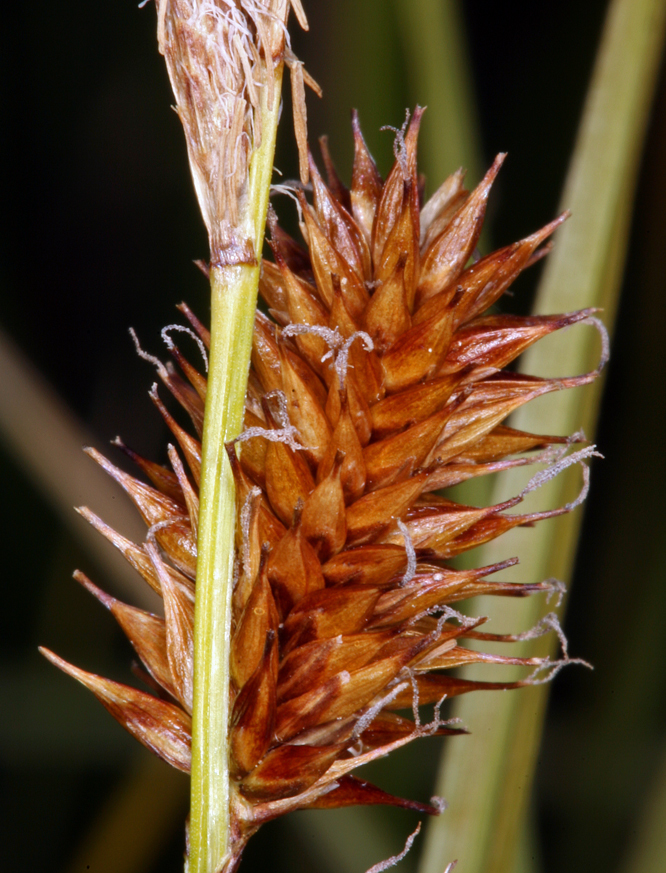 Image of Beaked sedge