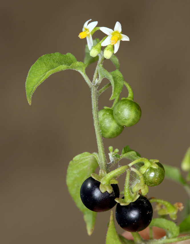 Image of American black nightshade