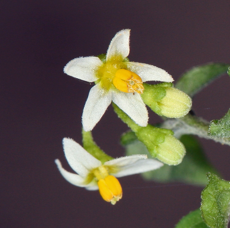 Image of American black nightshade