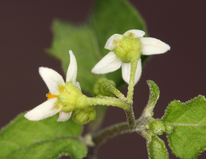 Image of American black nightshade