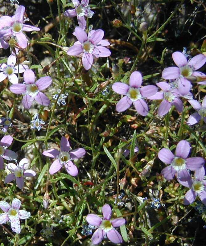 Image of Bridges' gilia