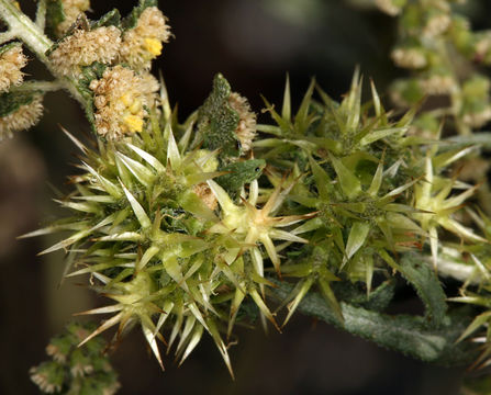 Image of flatspine bur ragweed