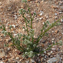 Image of narrowstem cryptantha