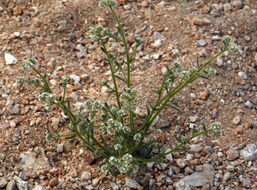 Cryptantha gracilis Osterh. resmi