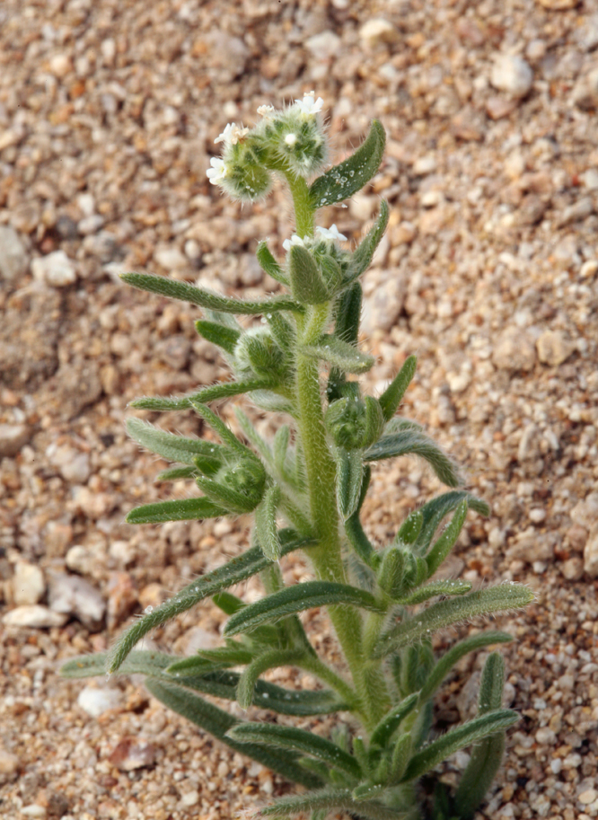 Cryptantha gracilis Osterh. resmi