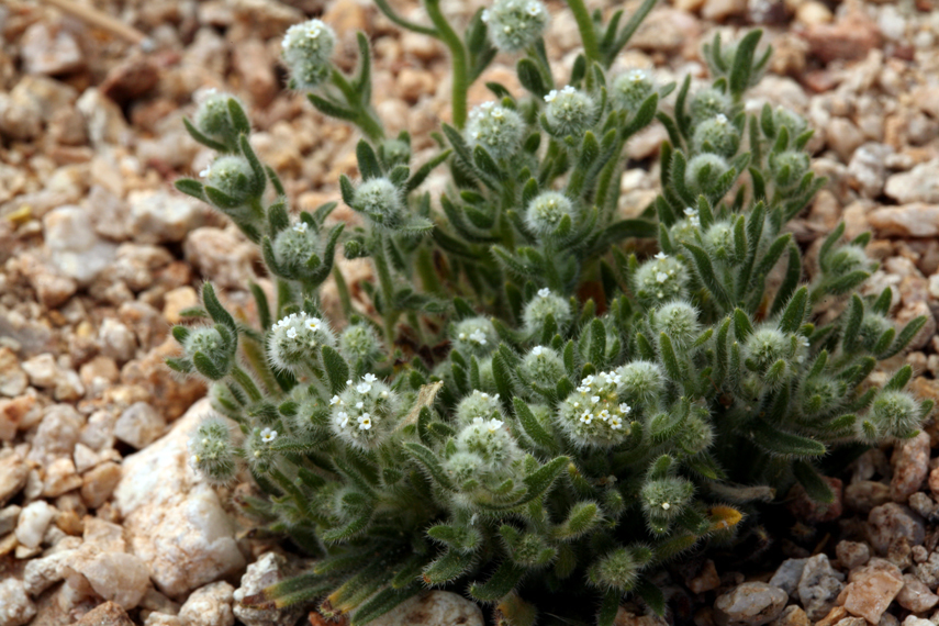 Cryptantha gracilis Osterh. resmi