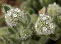 Cryptantha gracilis Osterh. resmi