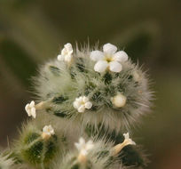 Cryptantha gracilis Osterh. resmi