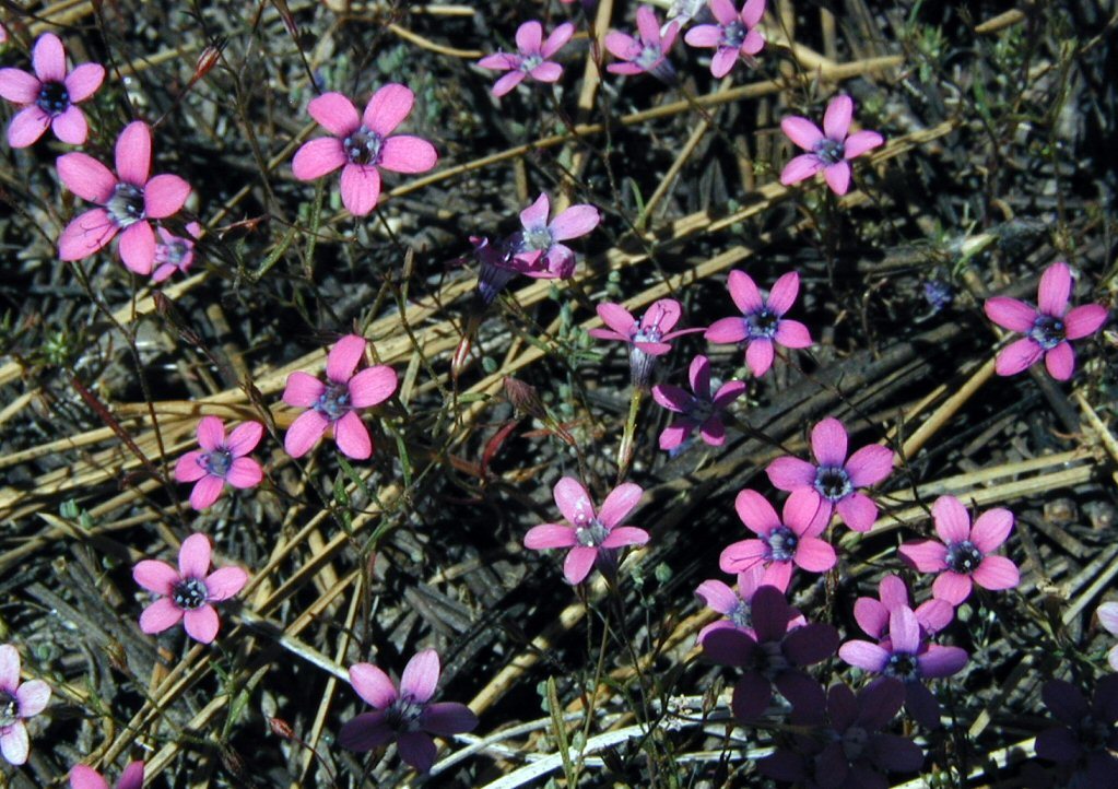 Image of <i>Navarretia <i>leptalea</i></i> ssp. leptalea