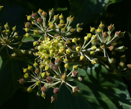 Image of English ivy