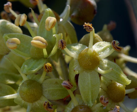 Image of English ivy